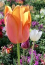 A tulip at the Toowoomba Carnival of Flowers in Australia