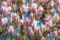 Tulip tree in bloom