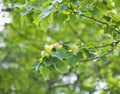 Tulip tree