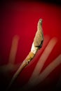 Tulip tree bud with red background Royalty Free Stock Photo