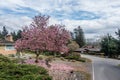 Tulip Tree In Burien, Washington