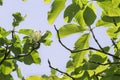 Tulip tree flower, foliage and branches against the blue sky Royalty Free Stock Photo