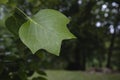 Tulip tree green leaf Royalty Free Stock Photo