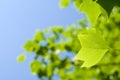 Tulip tree leaf Royalty Free Stock Photo
