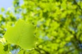 Tulip tree leaf Royalty Free Stock Photo