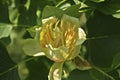 Tulip tree Liriodendron tulipifera