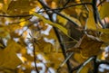 Tulip tree Liriodendron tulipifera branch with golden  and yellow autumn leaves and seeds in Sochi. Royalty Free Stock Photo