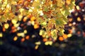 Tulip tree with a richly colored canopy in autumn Royalty Free Stock Photo