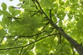 Tulip tree trunk with dense foliage and branches Royalty Free Stock Photo