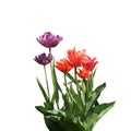 Tulip triangulated bouquet of flowers Royalty Free Stock Photo