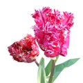 Tulip triangulated. bouquet of flowers, white, pink, curly tulip