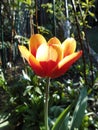 Tulip Triumph `Kees Nelis`. Berlin, Germany