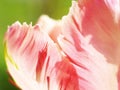 Tulip (Tulipa) (29), close-up Royalty Free Stock Photo