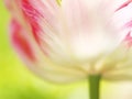 Tulip (Tulipa) (30), close-up, artistic, with short depth of field Royalty Free Stock Photo