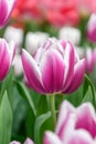 Triumph tulip Tulipa Synaeda Blue, white edged violet purple flower Royalty Free Stock Photo