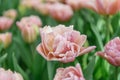 Peony-tulip Tulipa Beachberry, a carnation pink flower