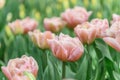 Peony-tulip Tulipa Beachberry, carnation pink flowers