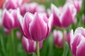 Triumph tulip Tulipa Synaeda Blue striking white edged violet purple flower Royalty Free Stock Photo