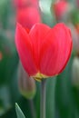 Triumph tulip Tulipa L`Amitie deep red flower Royalty Free Stock Photo