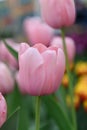 Darwin hybrid Tulip Tulipa `Salmon Impression` a salmon flushed pink flowers