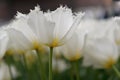 Fringed tulip Tulipa White shark, white flower