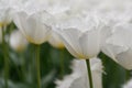 Fringed tulip Tulipa White shark, white flowers