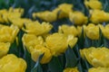 Peony-like tulip Tulipa Nikon bright yellow flowers