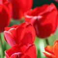 tulip Tulipa bulbous herbs in lily family Liliaceae. Tulips, garden flowers, cultivars and varieties. Flowers delicate