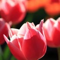 tulip Tulipa bulbous herbs in lily family Liliaceae. Tulips, garden flowers, cultivars and varieties. Flowers delicate bright