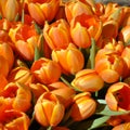 tulip Tulipa, bulbous herbs in the lily family Liliaceae. Tulips, garden flowers, cultivars and varieties. Flowers