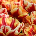 tulip Tulipa, bulbous herbs in lily family Liliaceae. Tulips, garden flowers, cultivars and varieties. Flowers delicate