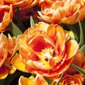 tulip Tulipa, bulbous herbs in the lily family Liliaceae. Tulips, garden flowers, cultivars and varieties. Flowers