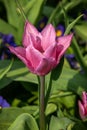 Tulip (tulipa) \'China Pink Royalty Free Stock Photo