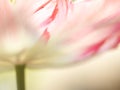 Tulip (Tulipa) (84) close-up Royalty Free Stock Photo