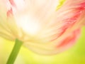 Tulip (Tulipa) (95), close-up Royalty Free Stock Photo