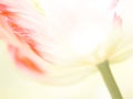 Tulip (Tulipa) (91), close-up Royalty Free Stock Photo