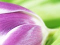 Tulip (Tulipa) (69), close-up, lying Royalty Free Stock Photo