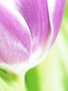 Tulip (Tulipa) (72) Royalty Free Stock Photo