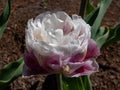 The tulip (tulipa) \'Double surprise\' blooming with pink, filled flowers with a dark pink edge