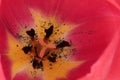 Tulip Tulipa flower head macro image red, pink petals with yellow pollen centre Royalty Free Stock Photo