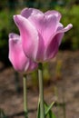 Tulip, Tulipa, flower of spring Royalty Free Stock Photo