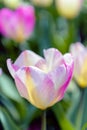 Tulip Tulipa with large, showy, and brightly pink and yellow flowers in a garden Royalty Free Stock Photo