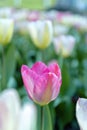 Tulip Tulipa with large, showy, and brightly pink and yellow flowers in a garden Royalty Free Stock Photo