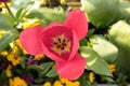 Tulip Tulipa pink petals opened out to reveal pollen stamens. Garden flowers blurred background. Royalty Free Stock Photo