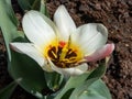 Tulip (Tulipa) \'Salut\' flowering with flowers in Red, yellow, white in the bright sunlight in garden Royalty Free Stock Photo