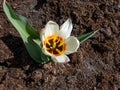 Tulip (Tulipa) \'Salut\' flowering with flowers in Red, yellow, white in the bright sunlight in garden Royalty Free Stock Photo