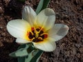 Tulip (Tulipa) \'Salut\' flowering with flowers in Red, yellow, white in the bright sunlight in garden Royalty Free Stock Photo