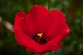 tulip Tulipa in the sunshine with unfocussed background Royalty Free Stock Photo