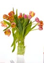 Tulip Royalty Free Stock Photo