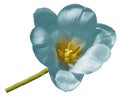 Tulip turquoise flower isolated on white background with clipping path.  Closeup no shadows. Royalty Free Stock Photo